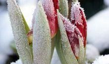 雪月最相宜，梅雪都清绝。