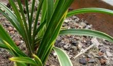 关于兰花的作文：兰花_300字