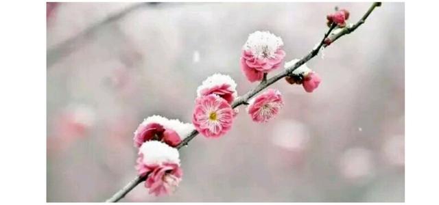 更加无花的态度，充满了雪的精神。