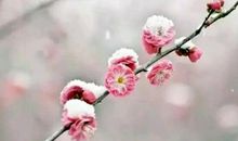 更无花态度，全有雪精神。