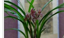 关于兰花的作文：兰花_250字