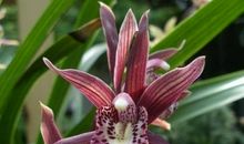 我爱清新脱俗的兰花_250字