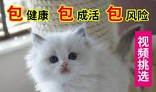 我可爱的宠物My Lovely Pet_450字