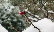 烟霏霏。雪霏霏。雪向梅花枝上堆。