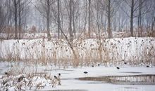 雪里温柔，水边明秀，不借春工力。