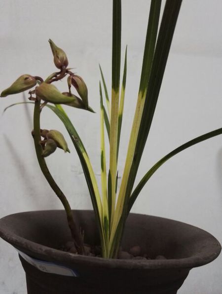 Orchid_450个单词