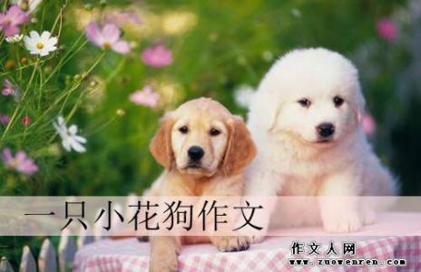 我的home_550字