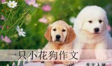 我的家_550字