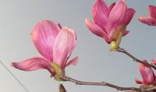 美丽的玉兰花_300字