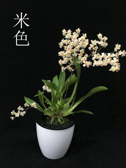 香水兰花_550字