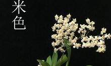 香水兰花_550字