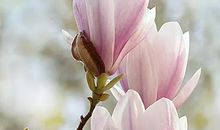 娇美的玉兰花_500字