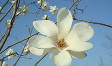 我喜欢玉兰花_550字