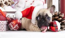 那些猫猫狗狗的哲理_1200字