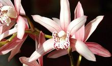 关于兰花的作文：兰花_500字