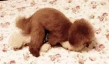 我想变成一只自由的狗_350字