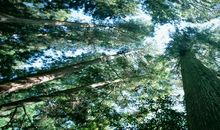 以树木为师_450字