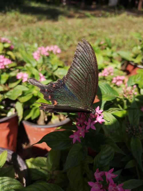 蝴蝶之恋花春风光_600字