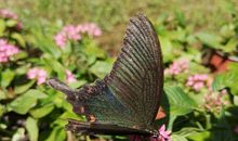 蝶恋花·春景 扩写_600字