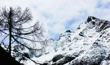 那山,那树,那水_700字