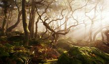 林中老树_1500字