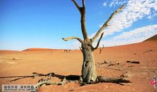 一棵枯树的倾诉_350字