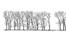 小巷的大树_800字