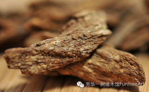 爱护树木是美德_1200字