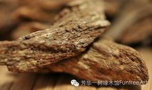 爱护树木是一种美德_1200字