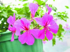 只要有我要盛开的花朵_600个字