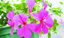 只要有花想开_600字