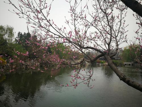 玩古荷塘_550字