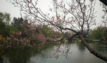 游玩古莲花池_550字