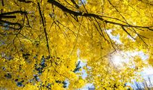 秋天的银杏树_500字