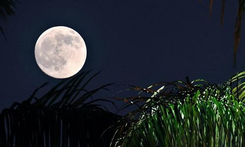 Moonlight_450个单词