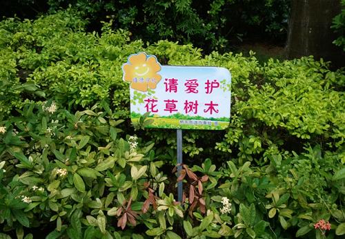 保护树木，珍惜祖国_450字