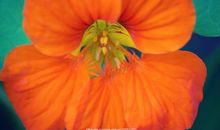 心中的期盼_800字