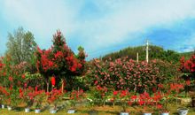 灵山真美啊_350字