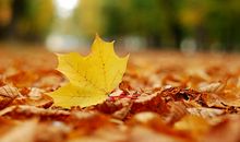 枫叶的思念_750字