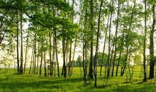 保护树木的精神_500字