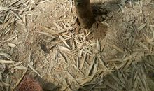 知音难逢_1000字