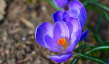 [PK赛]关于雷锋的作文：我们班里的“热心肠”_300字