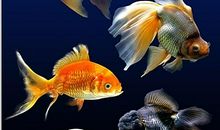 漂亮的金鱼_350字