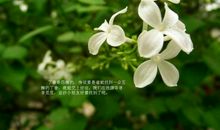 一朵香花_500字
