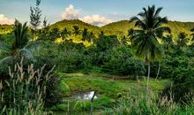 保护绿色植被，净化美化校园_650字