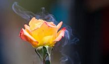 花开的季节_600字