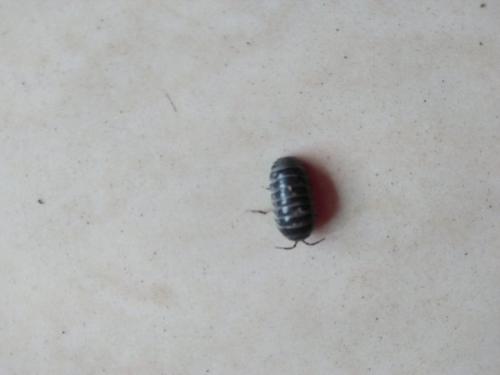 西瓜bug_200字
