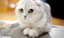 一只听海风的猫_1200字