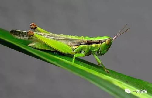抓蚱hopper_300字