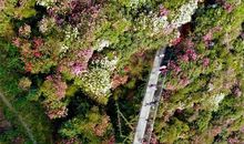 《我本是树》有感 _800字